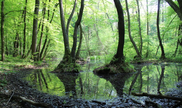 Poleski Park Narodowy: Odkrywanie Przyrodniczych Skarbów